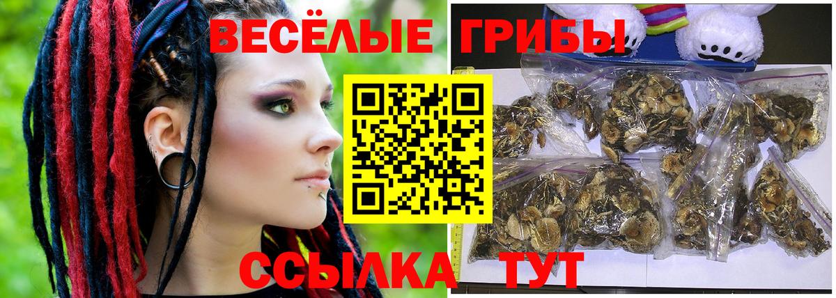 Псилоцибиновые грибы Cubensis Дербент